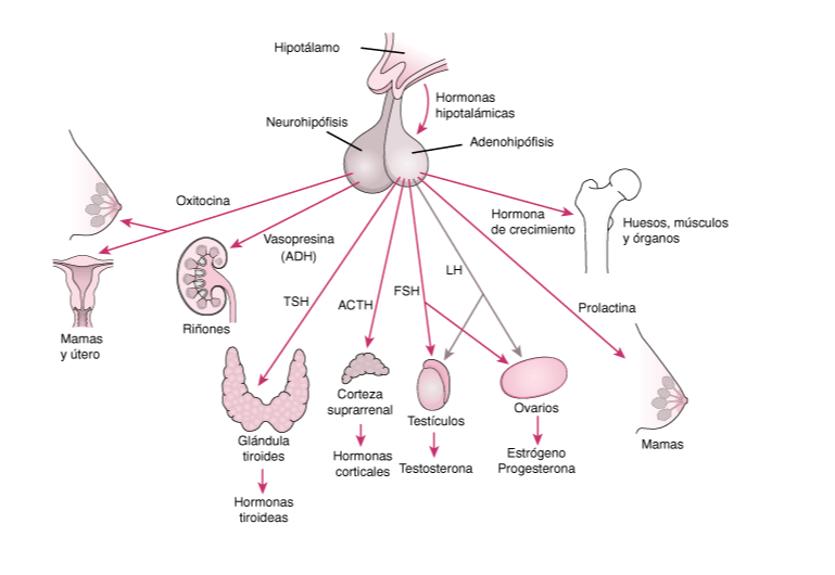 QUE ES UN ENDOCRINOLOGO PEDIATRA 