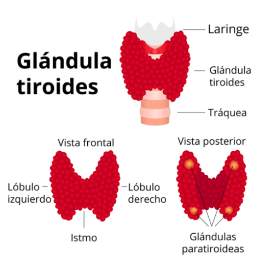 ENFERMEDADES DE LA TIROIDES 